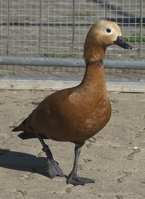 战中